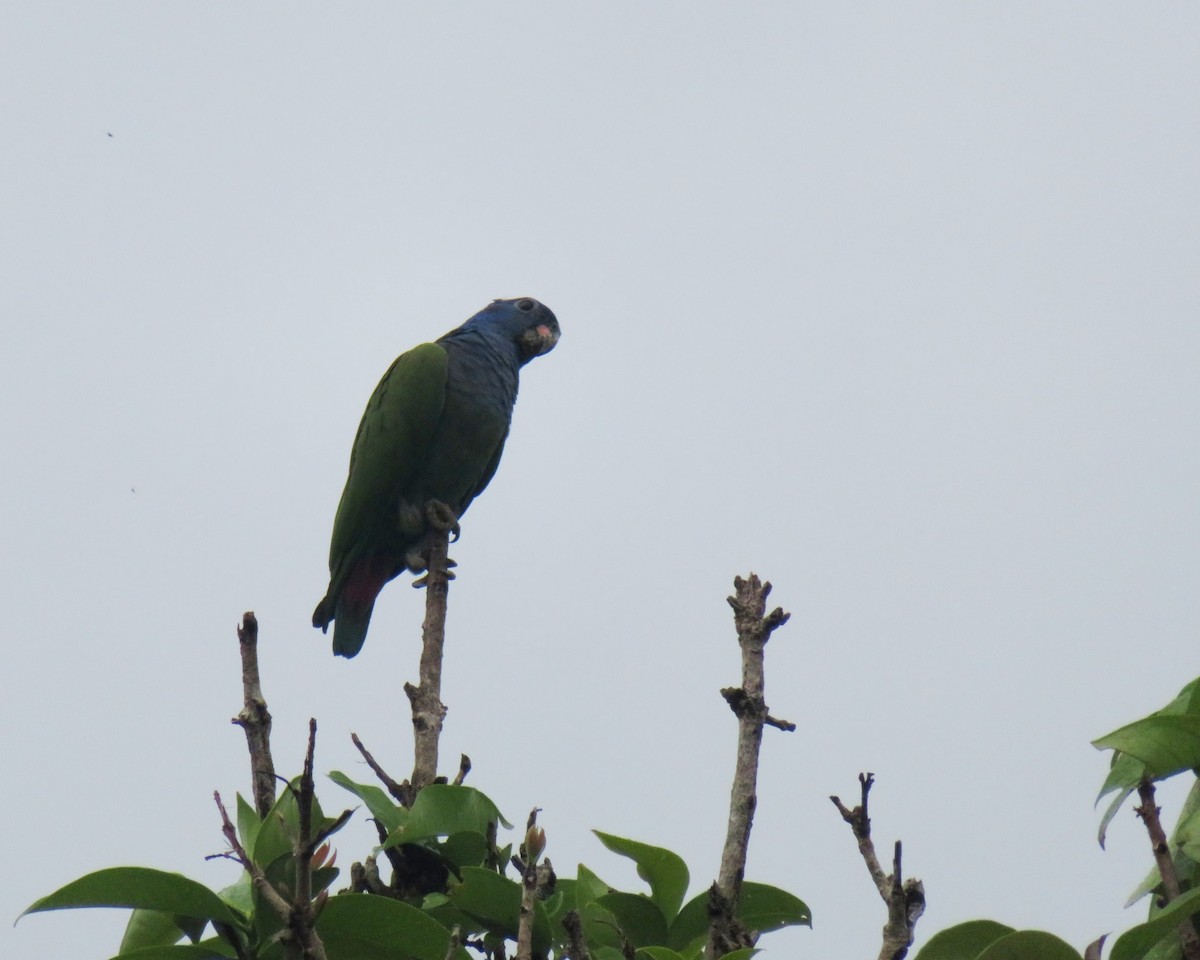 Blue-headed Parrot - ML156383051