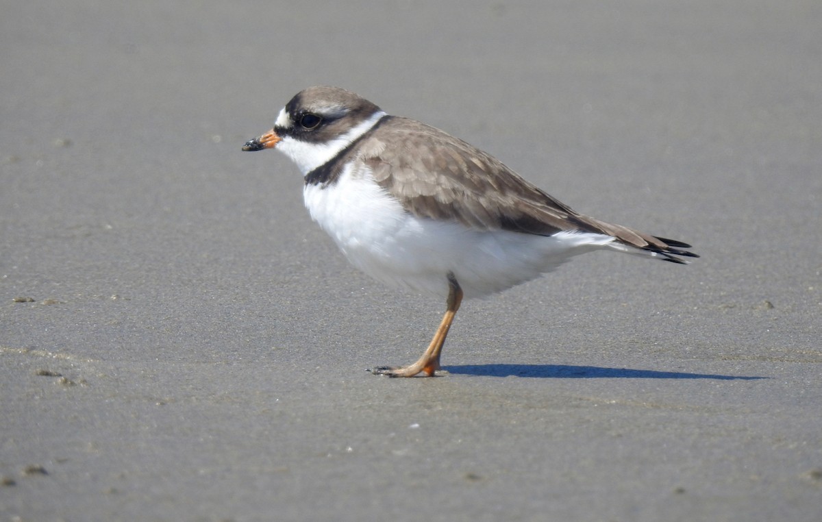 Semipalmated Plover - ML156384021