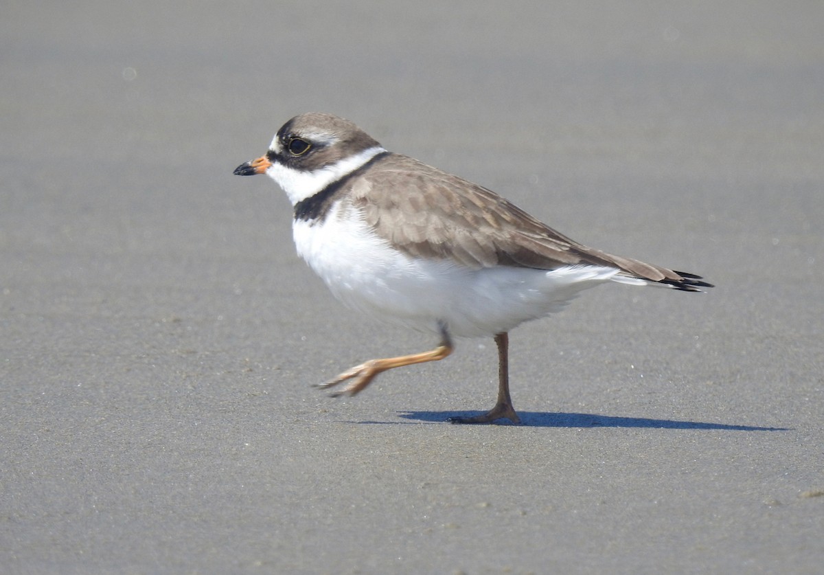 Semipalmated Plover - Isaac  Denzer