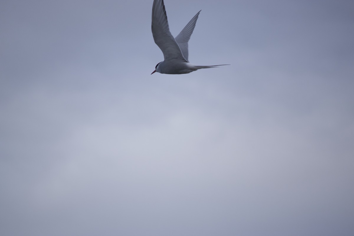 Arctic Tern - ML156385101