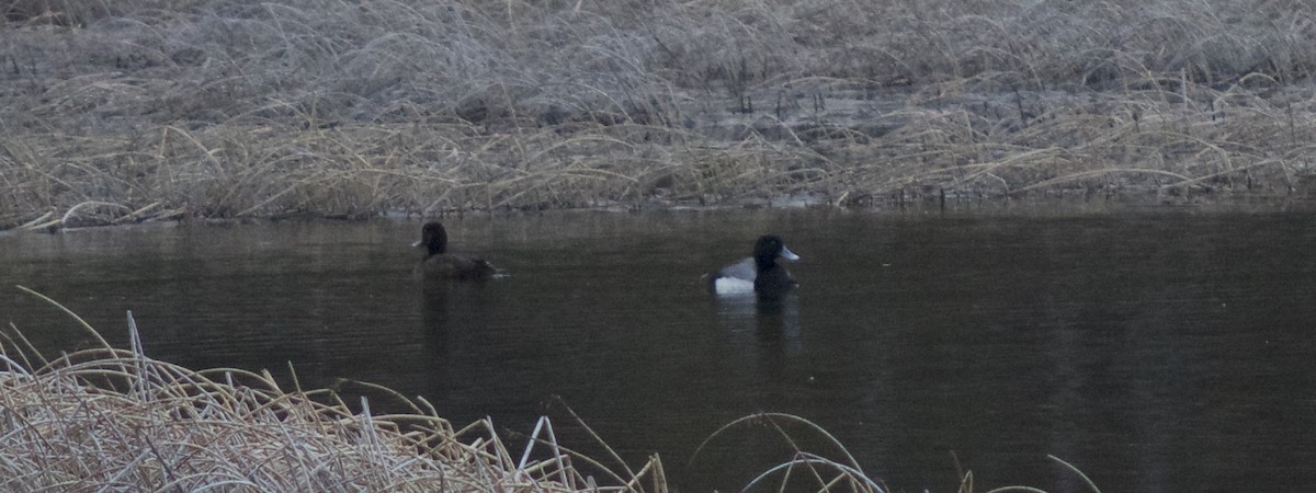 Greater Scaup - ML156387971