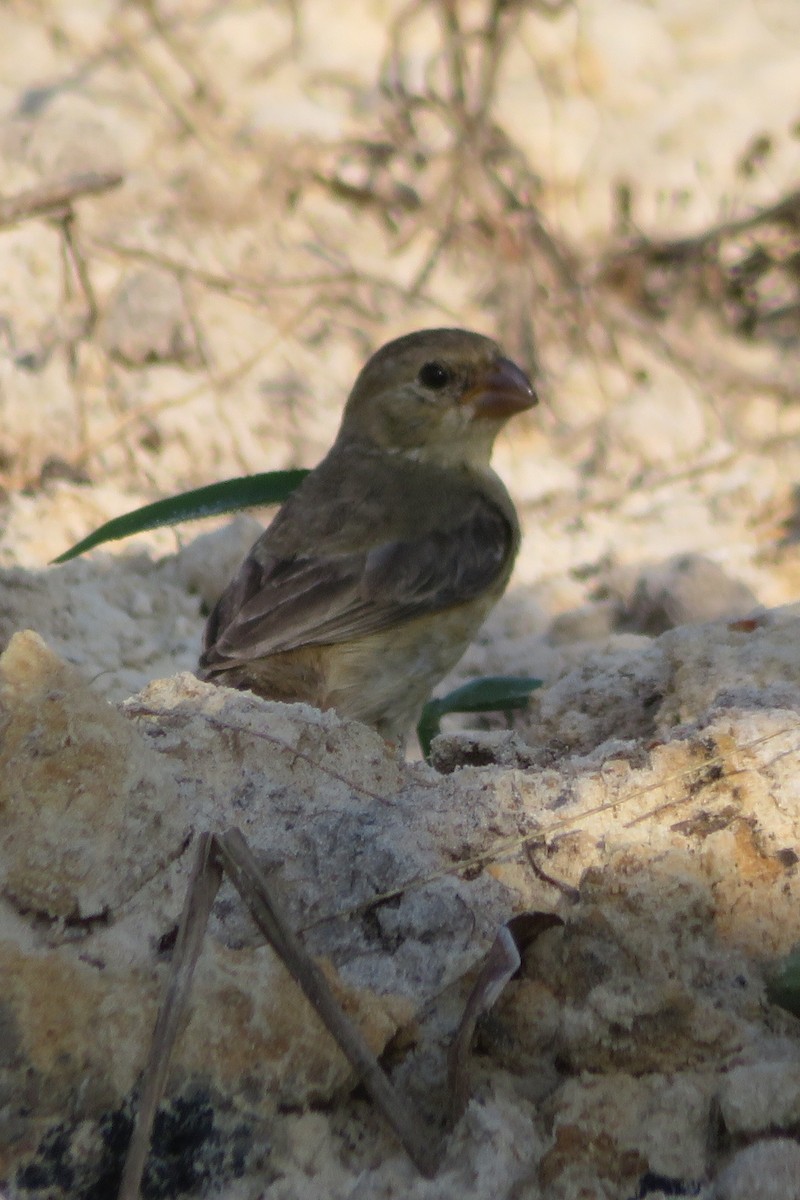 Ruddy-breasted Seedeater - ML156388381