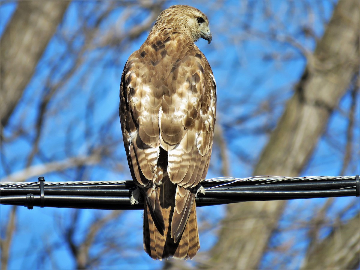 Red-tailed Hawk - ML156388541