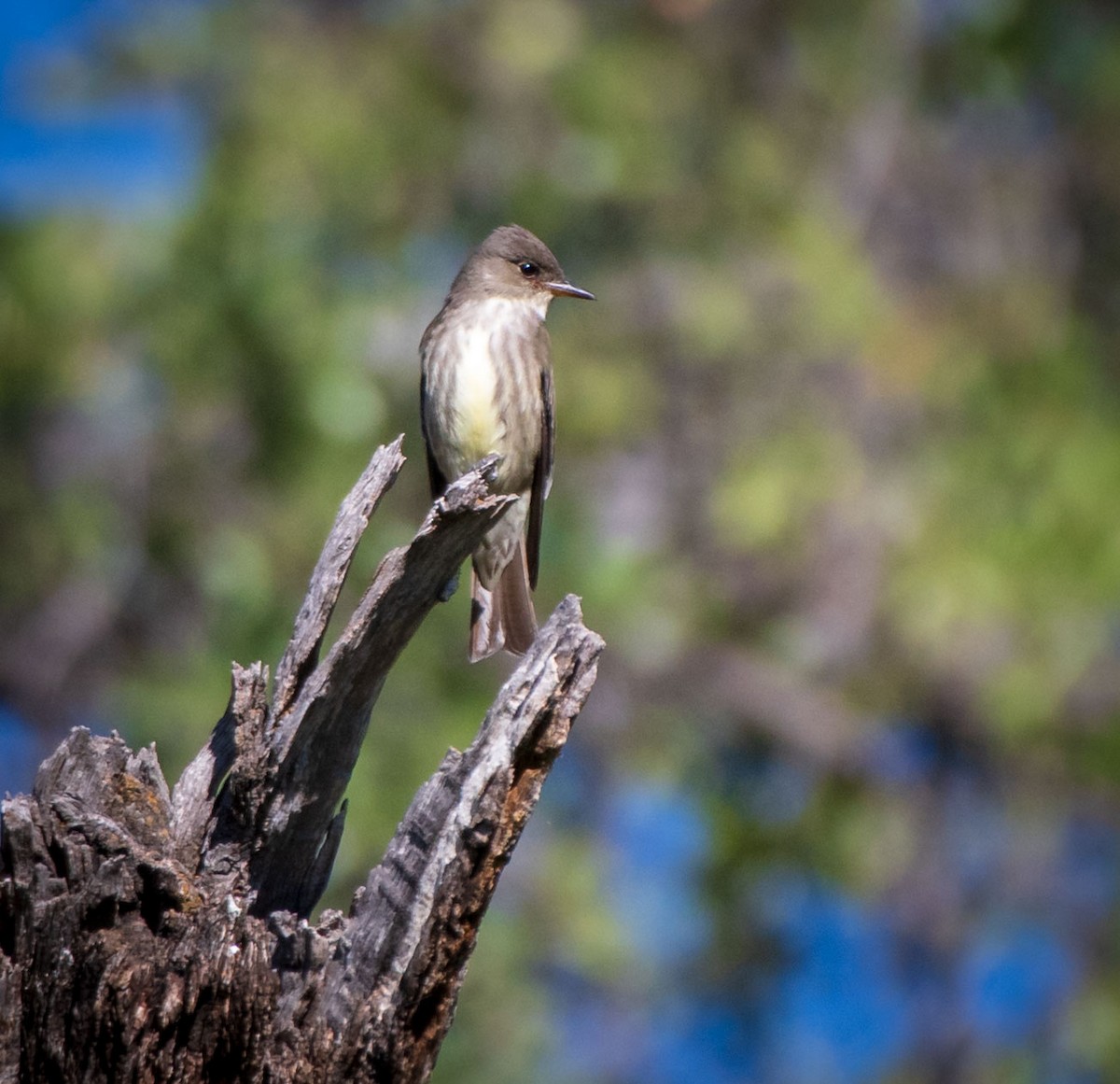 Olive-sided Flycatcher - Mary McSparen