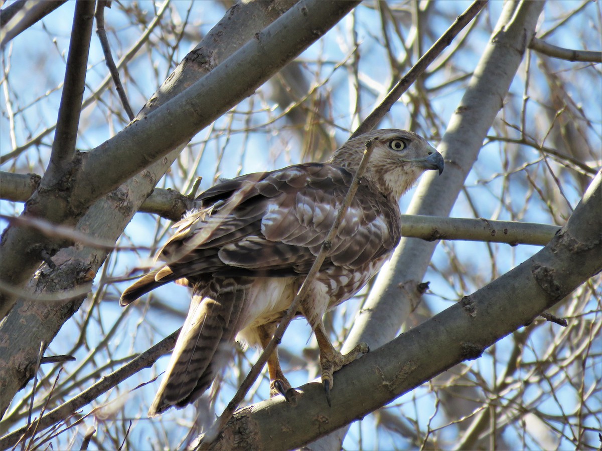 Red-tailed Hawk - ML156388711