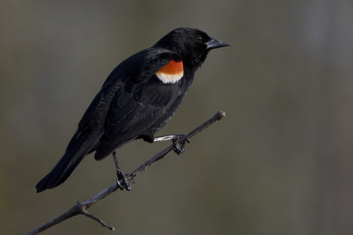 Red-winged Blackbird - Michael Bowen