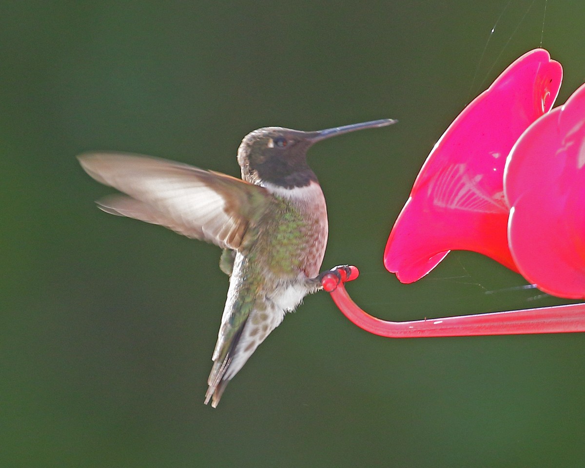 Black-chinned Hummingbird - Keith Carlson