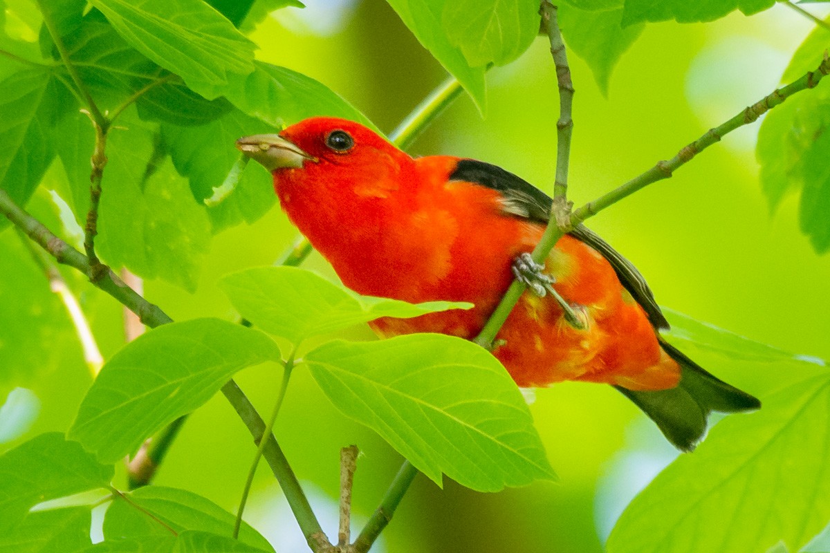 Scarlet Tanager - ML156394921