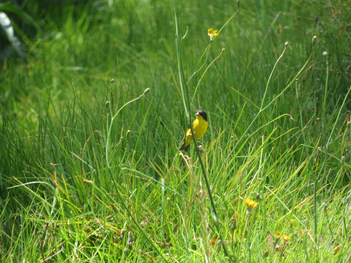 Lesser Goldfinch - Nurys Silva