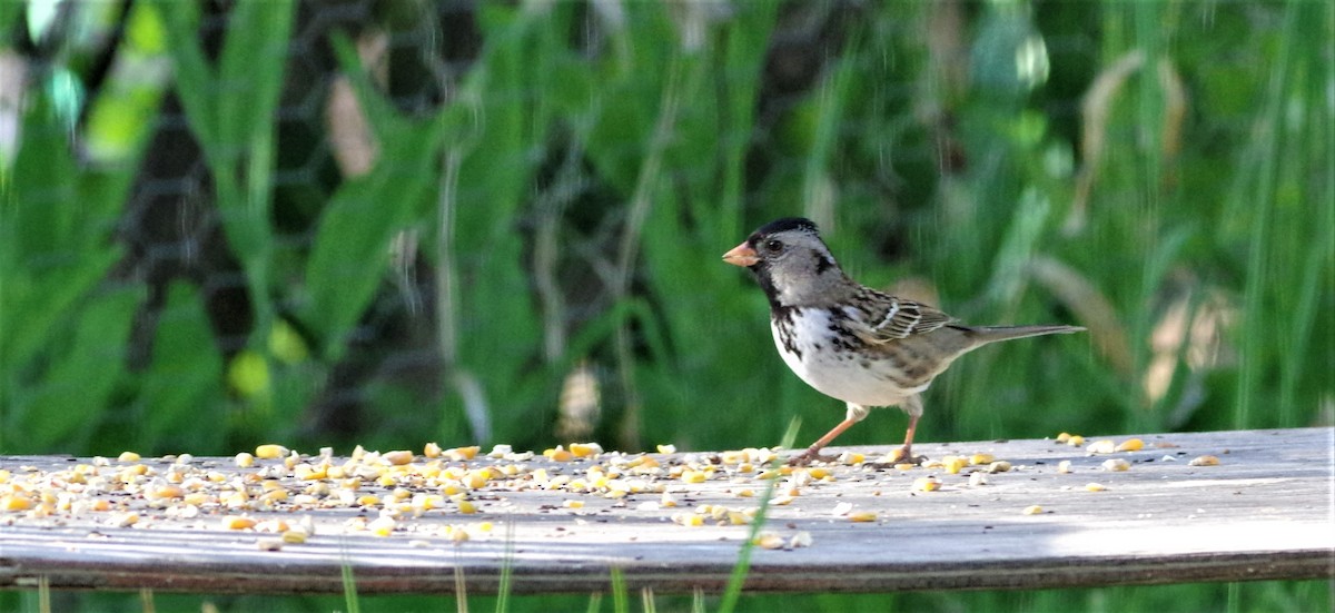 Harris's Sparrow - ML156404441