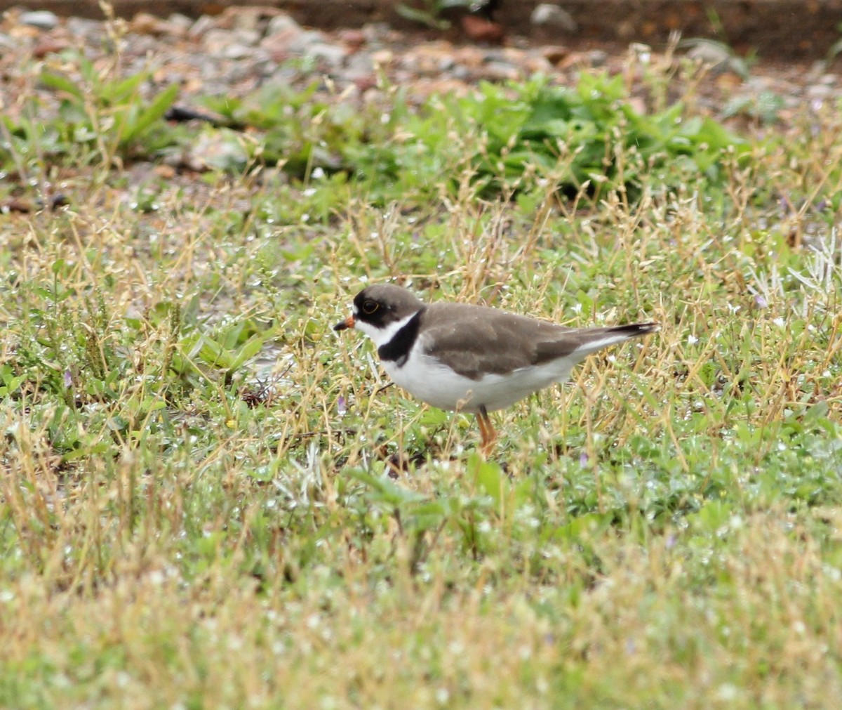 Semipalmated Plover - ML156406391