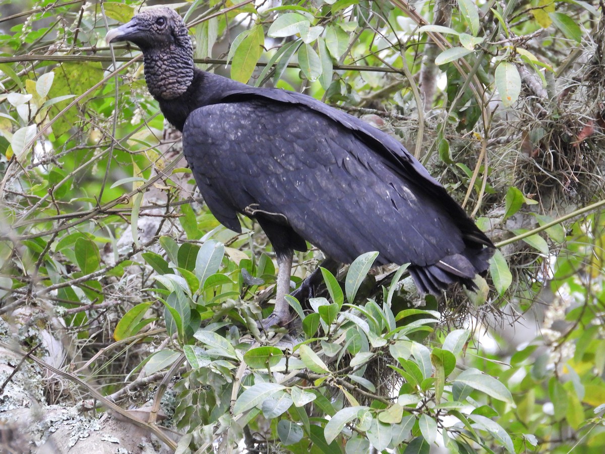 Black Vulture - ML156407591