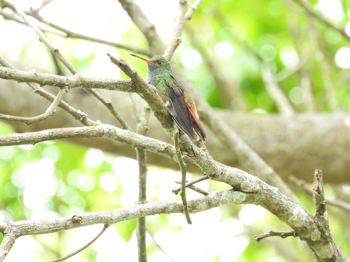 Rufous-tailed Hummingbird - Fredy Antonio Téllez Rueda