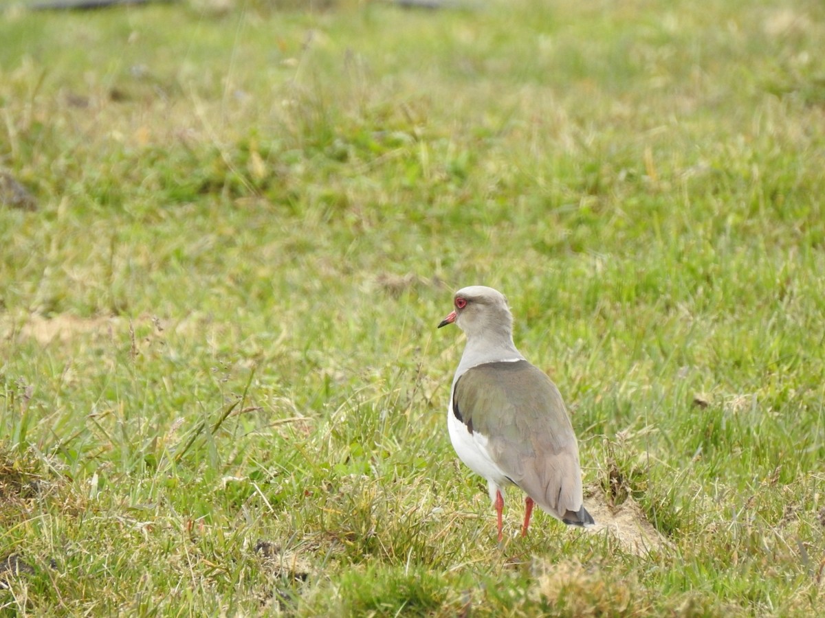 Andean Lapwing - ML156416221