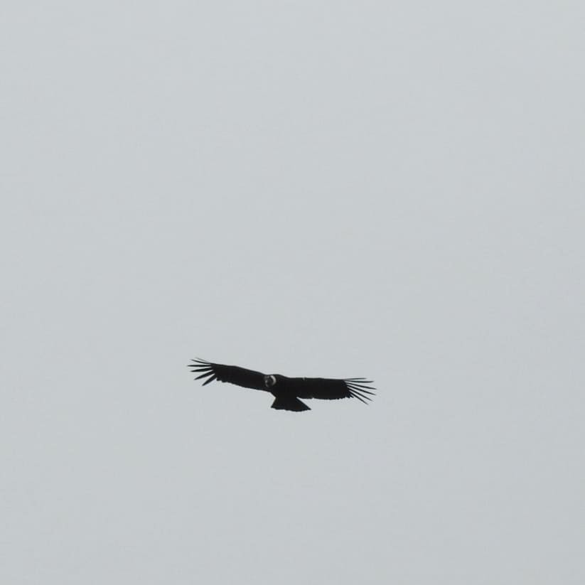 Condor des Andes - ML156416441