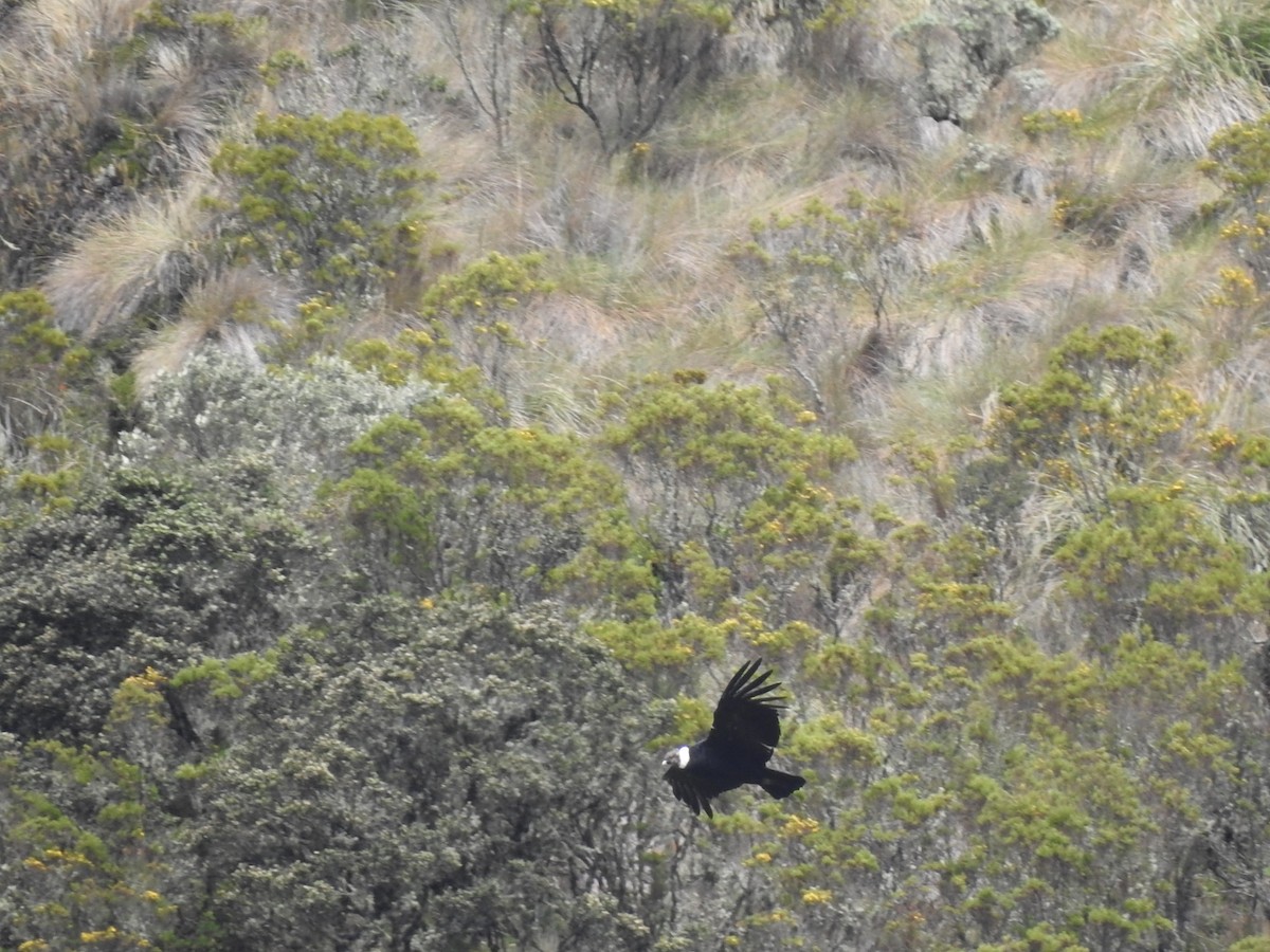 Condor des Andes - ML156416591