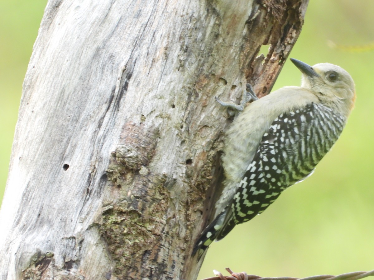 Red-crowned Woodpecker - ML156417591