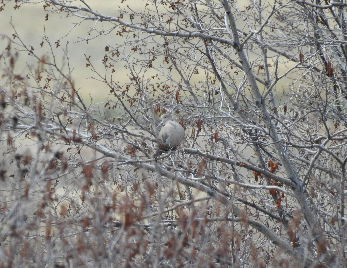 Eurasian Collared-Dove - ML156420531