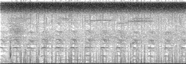 bukáček vlnkovaný - ML156421011
