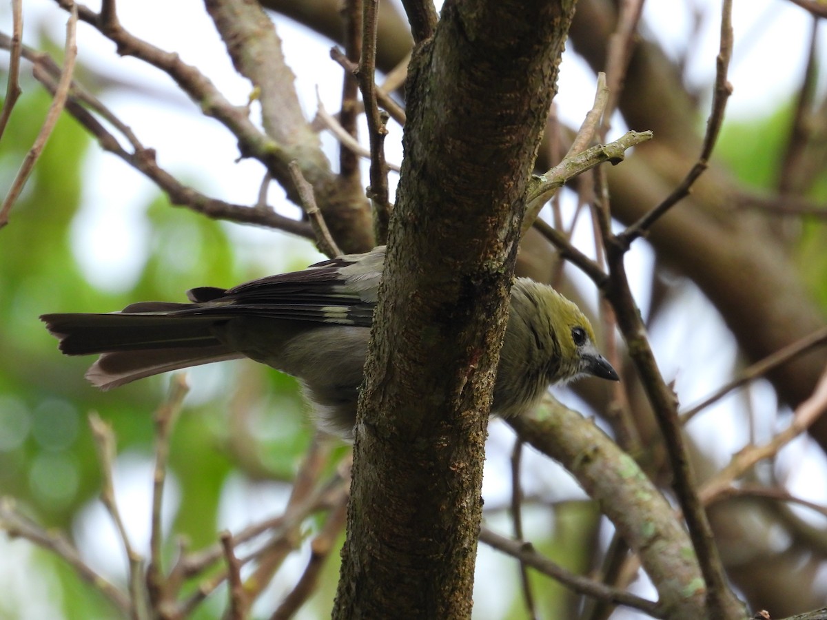 Palm Tanager - ML156423701