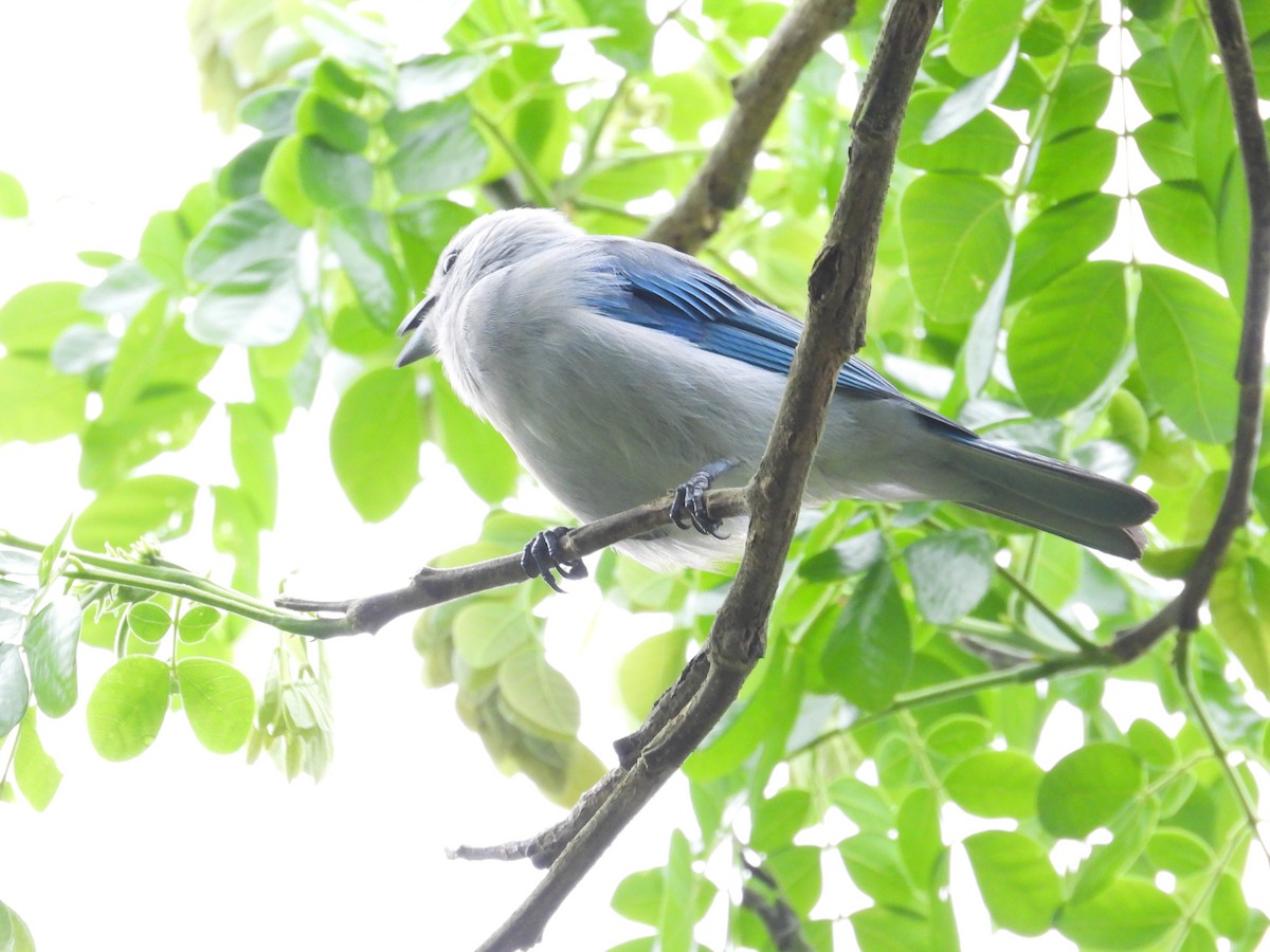 Blue-gray Tanager - ML156424591