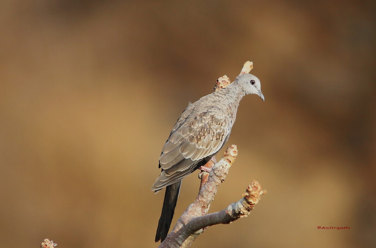 Spotted Dove - Anil tripathi