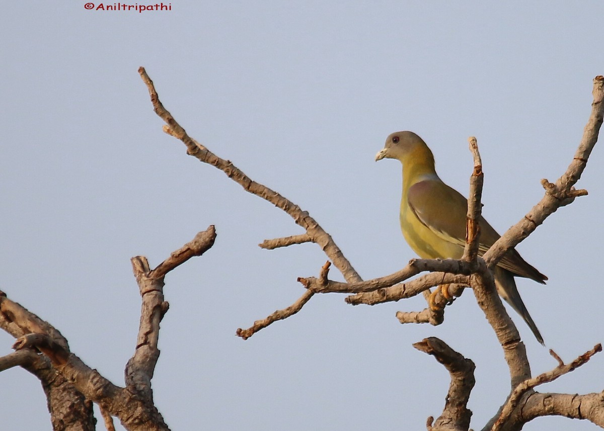 Yellow-footed Green-Pigeon - Anil tripathi