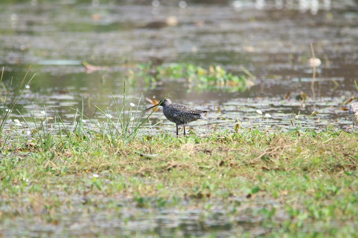 Spotted Redshank - ML156426641