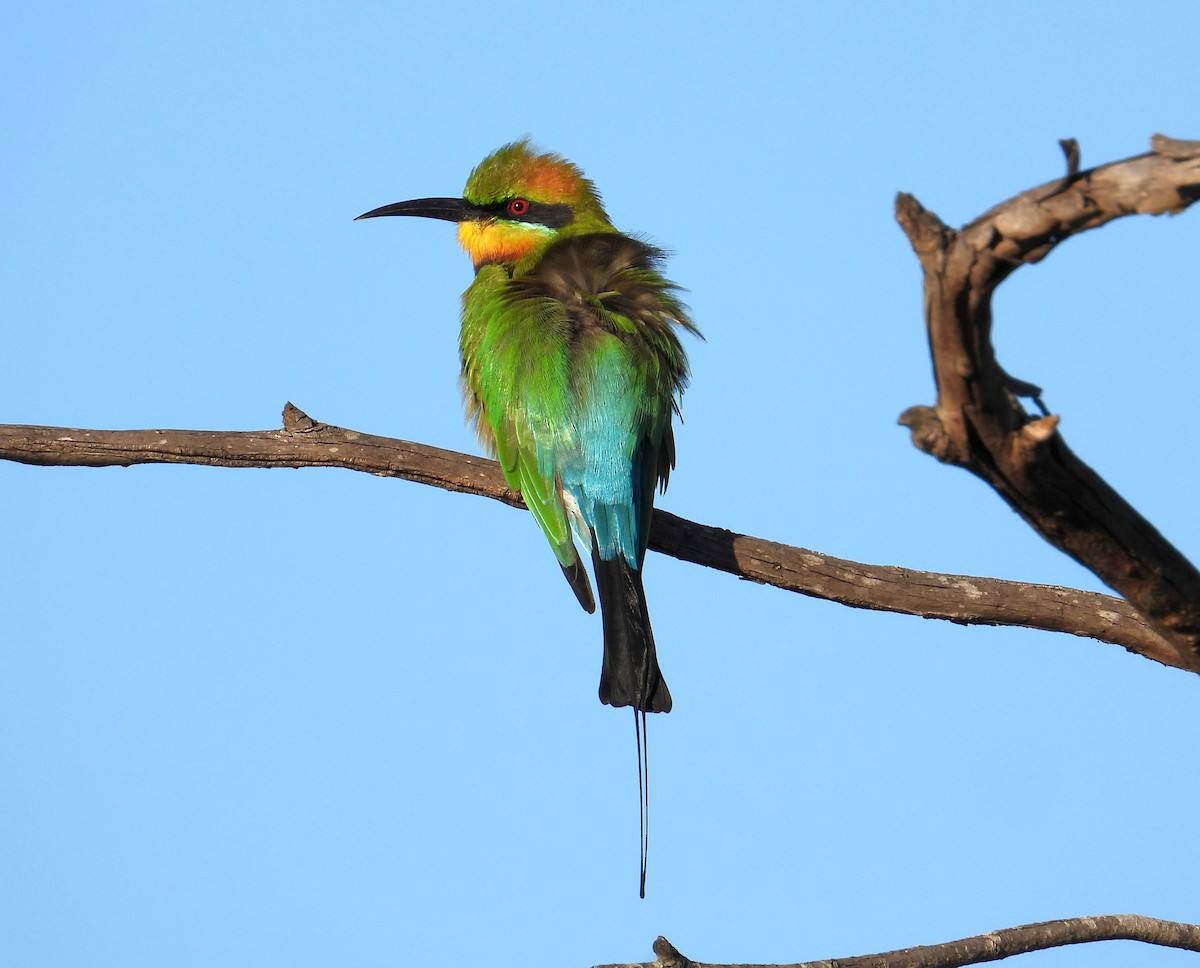 Rainbow Bee-eater - ML156428251