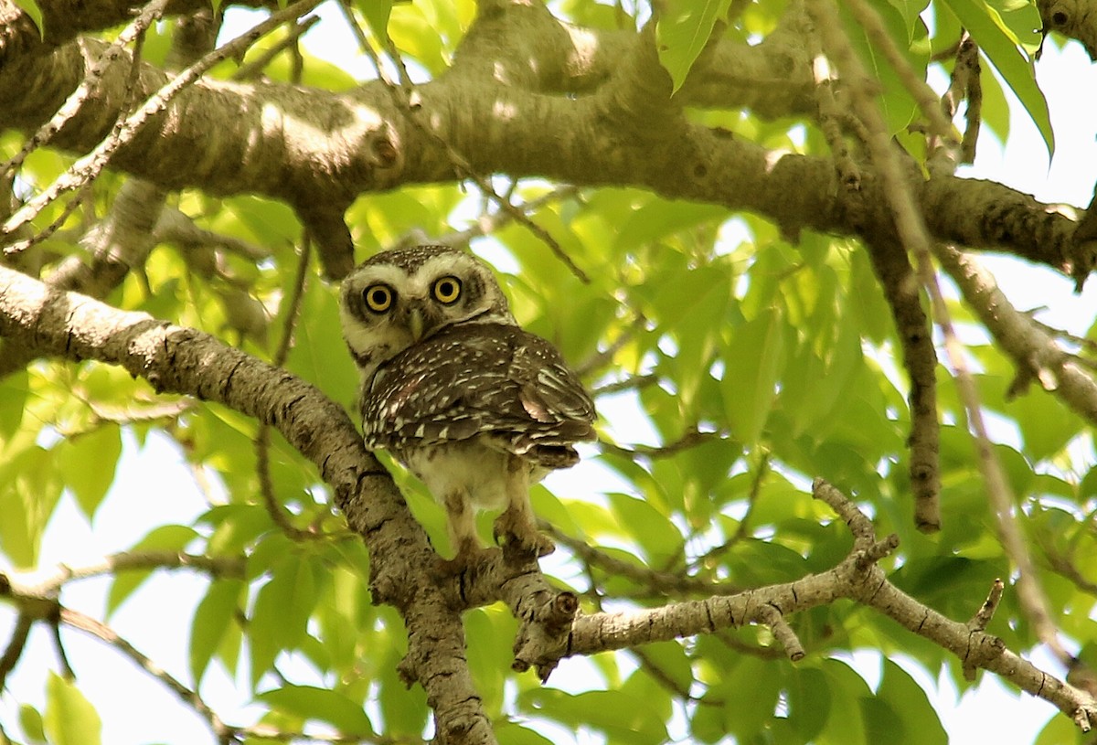 Spotted Owlet - ML156429571