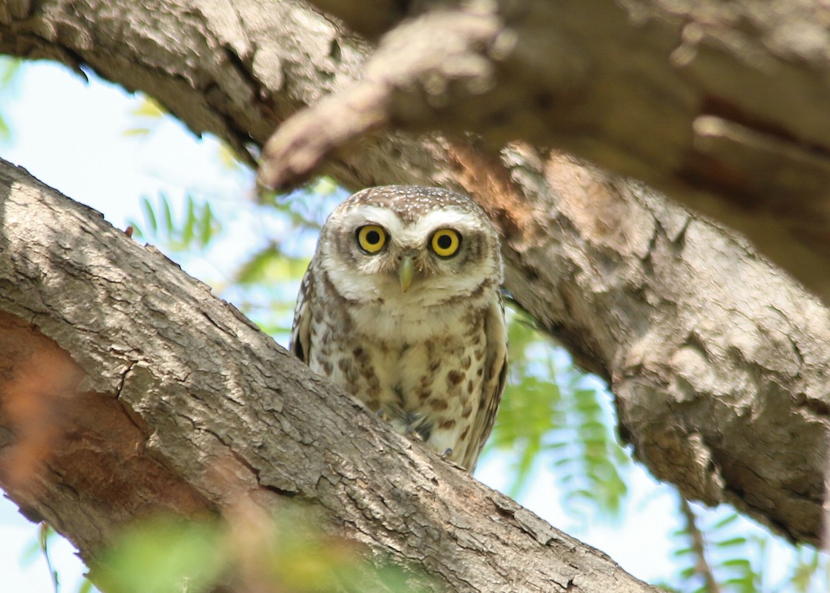 Spotted Owlet - ML156429601