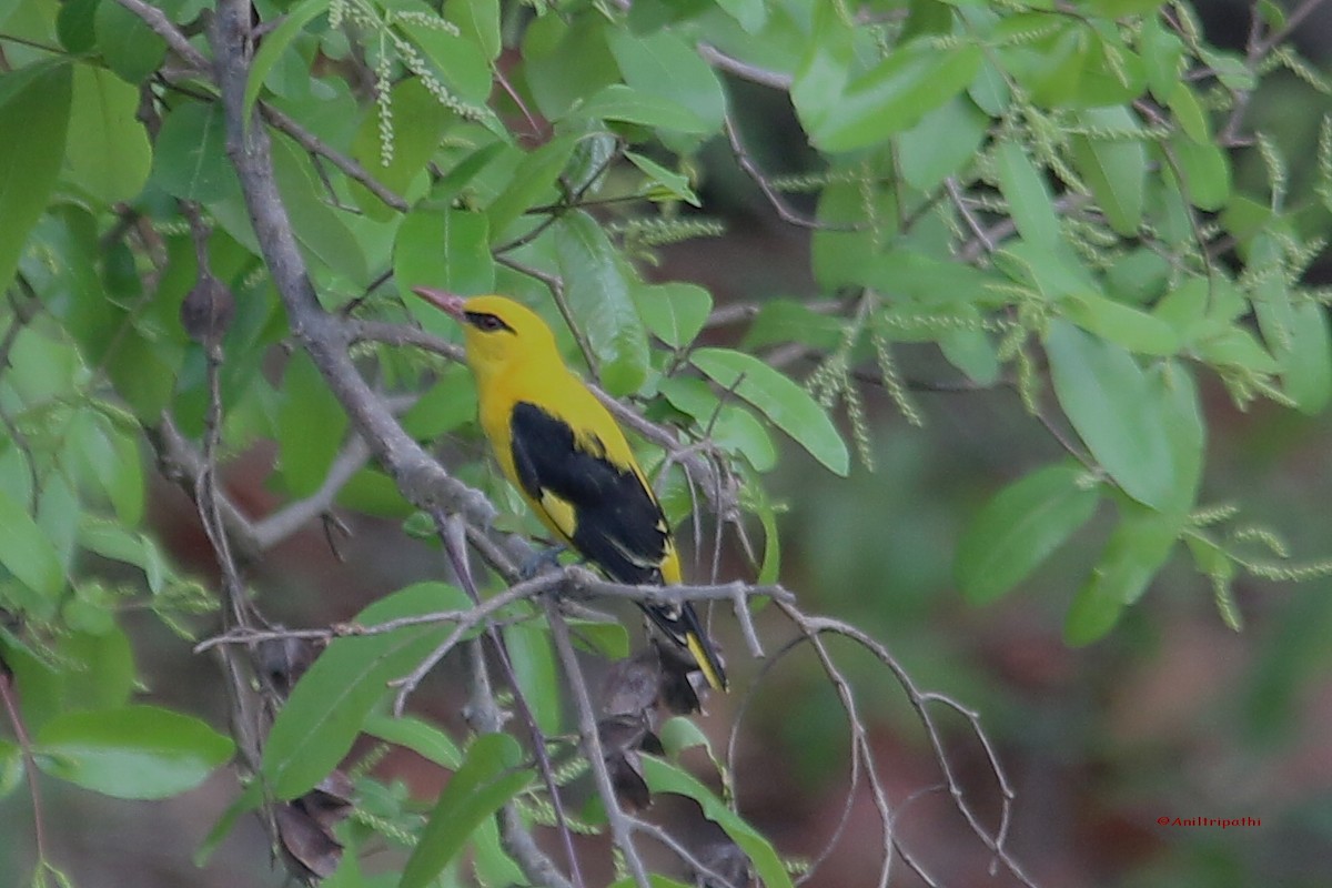 Indian Golden Oriole - ML156431021