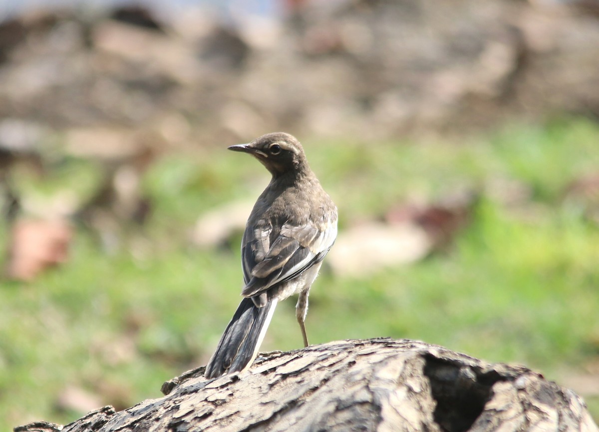 White-browed Wagtail - ML156432131