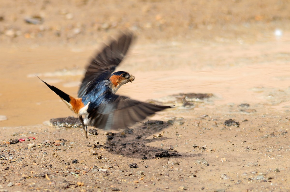 Red-rumped Swallow - Anil tripathi
