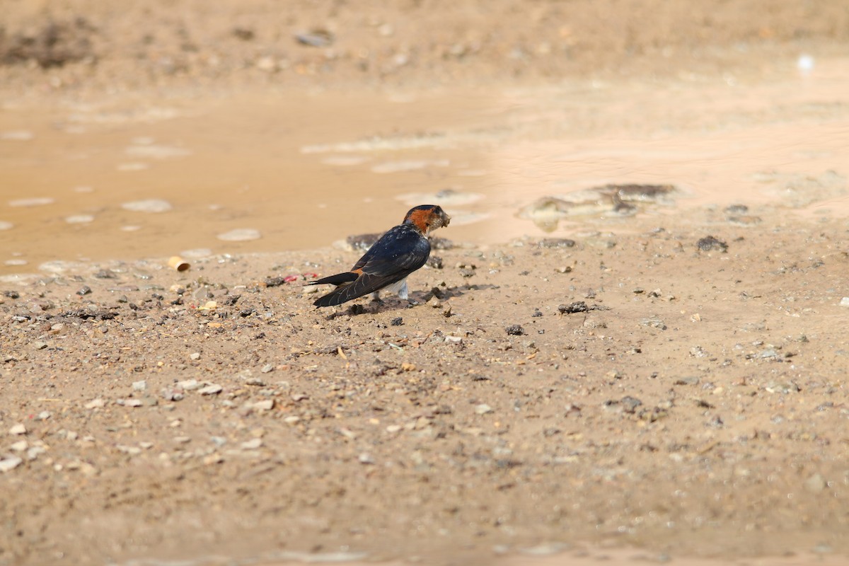 Red-rumped Swallow - ML156433801