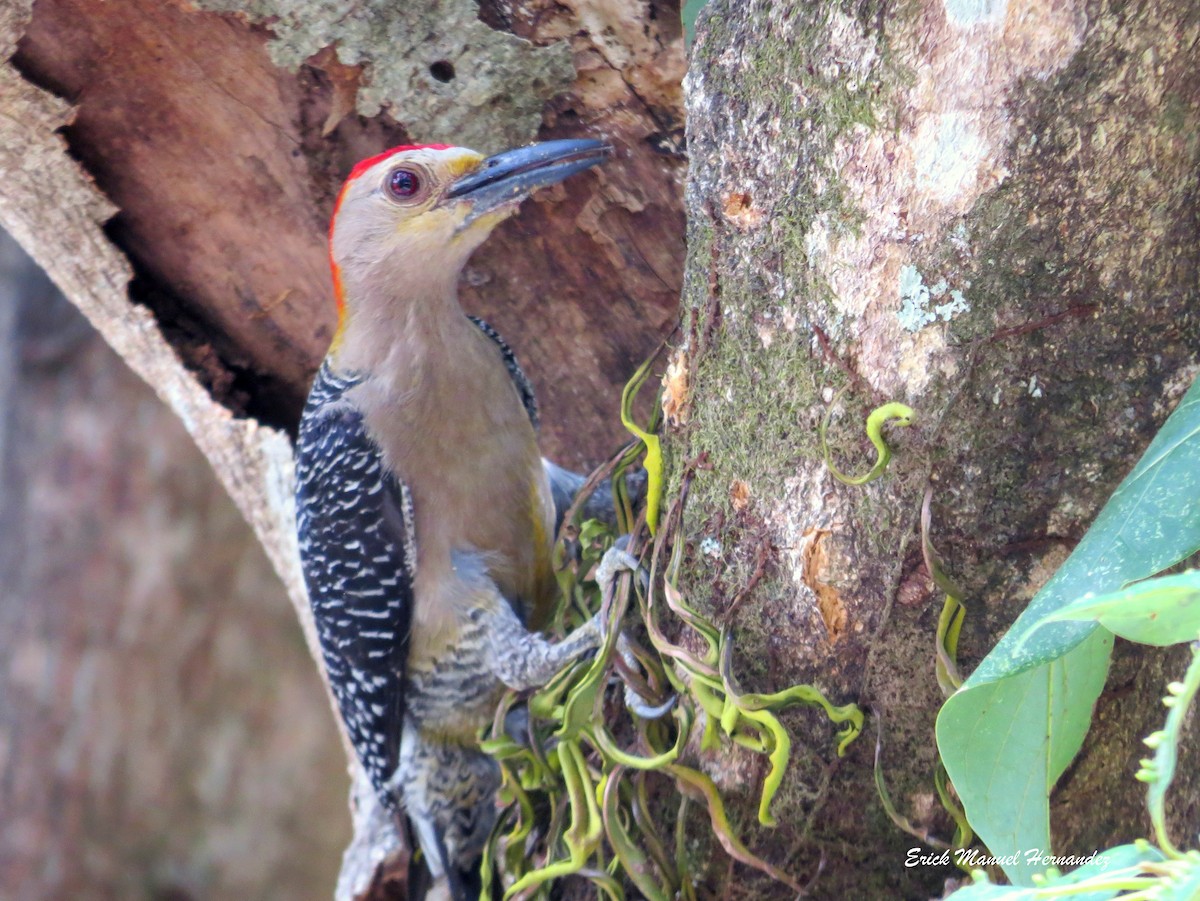 Golden-fronted Woodpecker - ML156438651