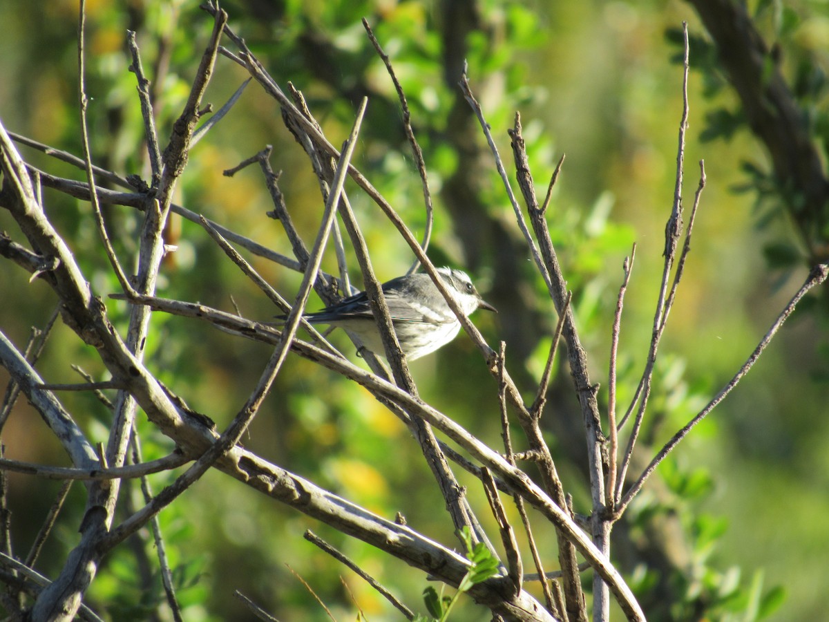 Black-throated Gray Warbler - ML156440681