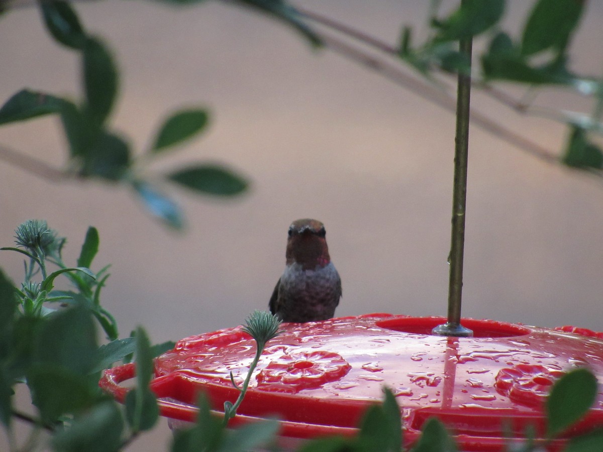 Anna's Hummingbird - ML156441361