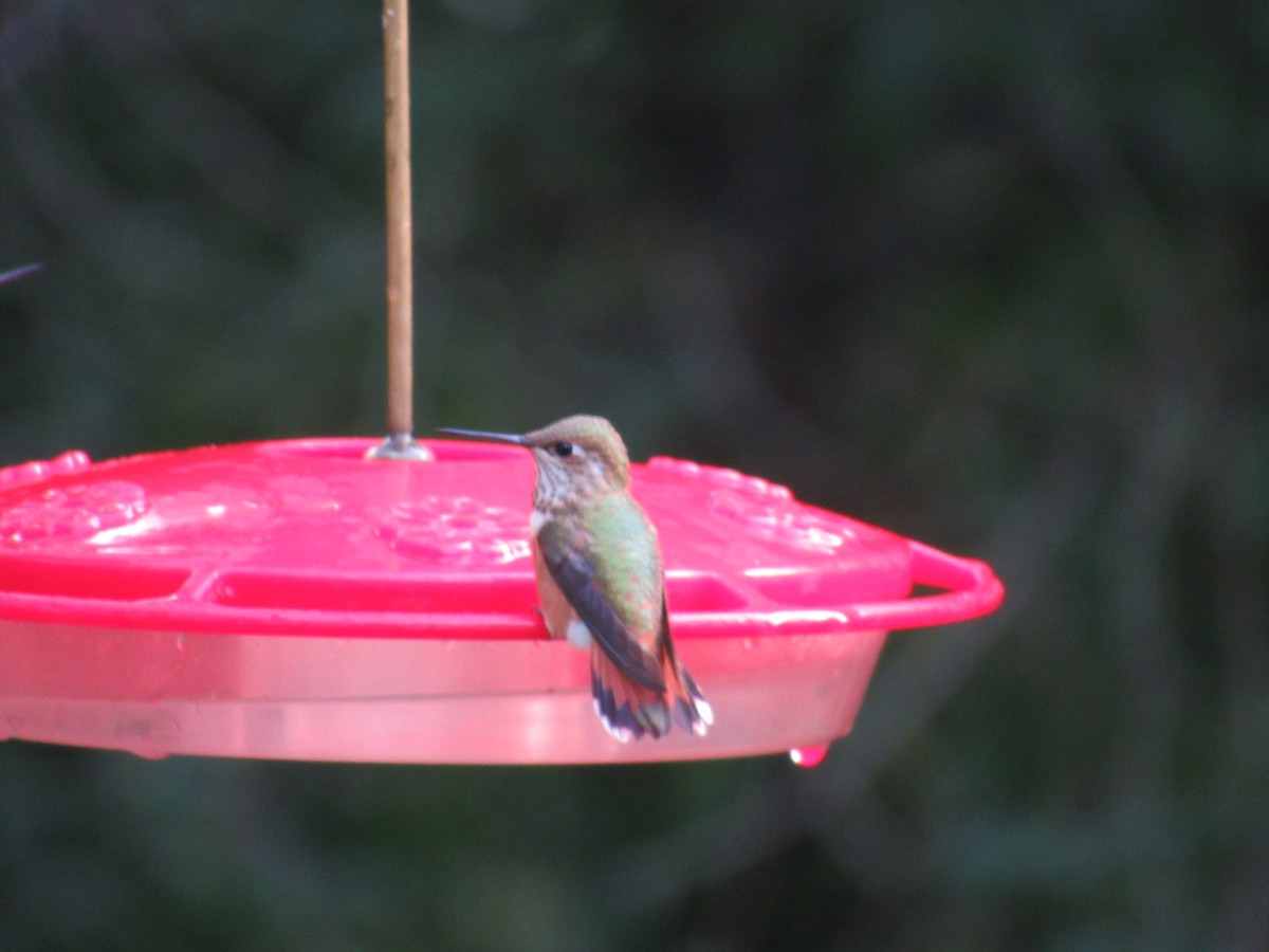 Rufous Hummingbird - Sam Saunders