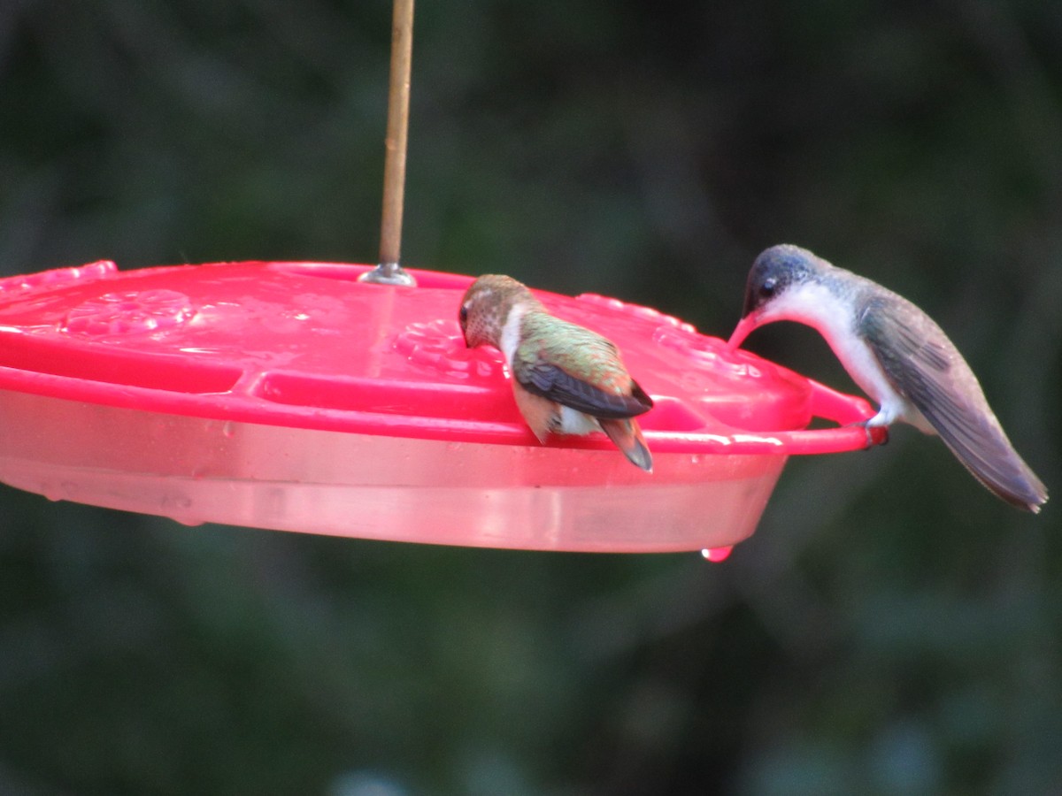 Rufous Hummingbird - ML156441591