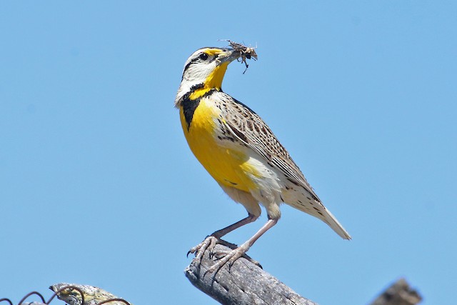 Bird with insects for nestlings. - Chihuahuan Meadowlark - 