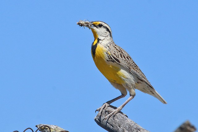 Adult with food for nestlings: May, Arizona, United States. - Chihuahuan Meadowlark - 