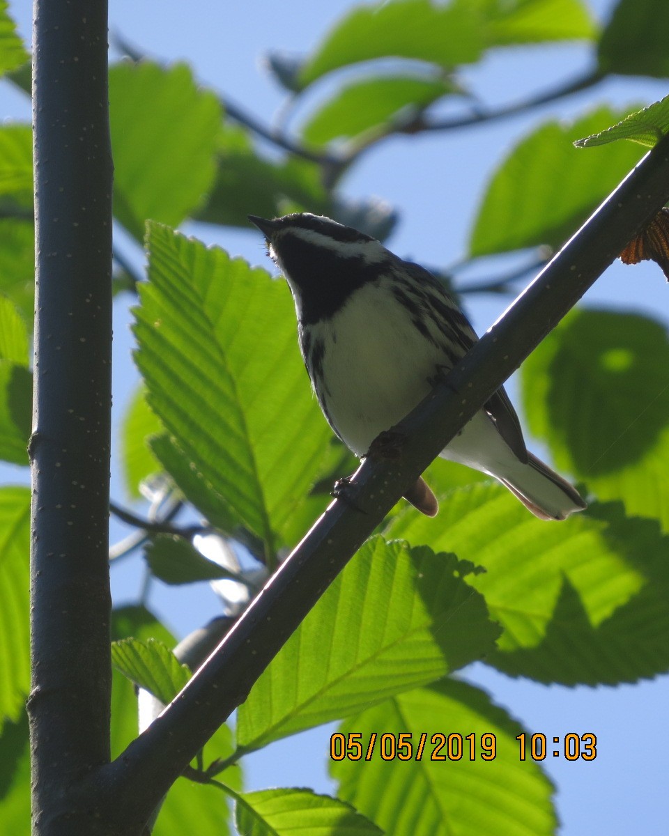 Black-throated Gray Warbler - ML156442691