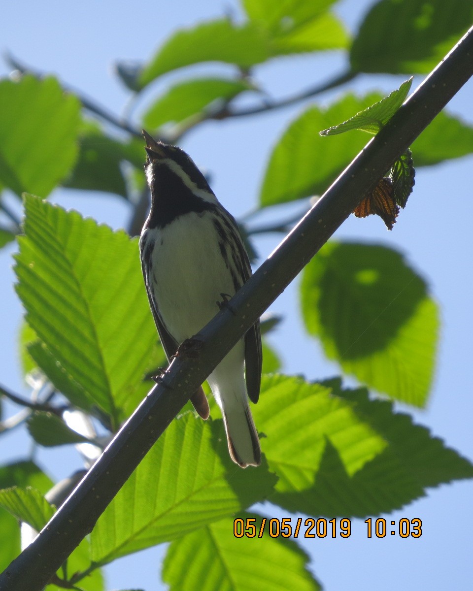 Black-throated Gray Warbler - ML156442711