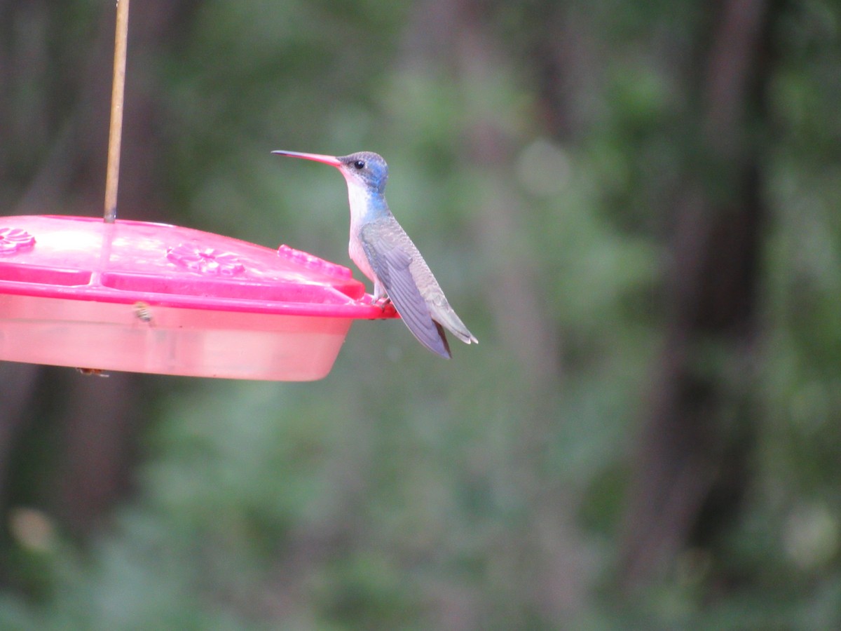 kolibřík fialovokorunkatý - ML156443681