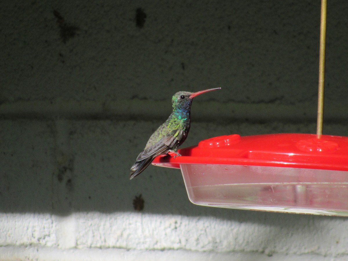 kolibřík širokozobý - ML156444401