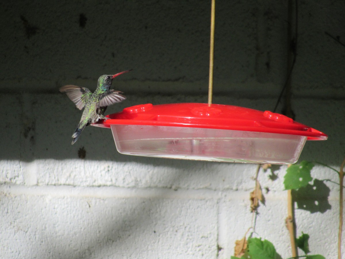Broad-billed Hummingbird - Sam Saunders