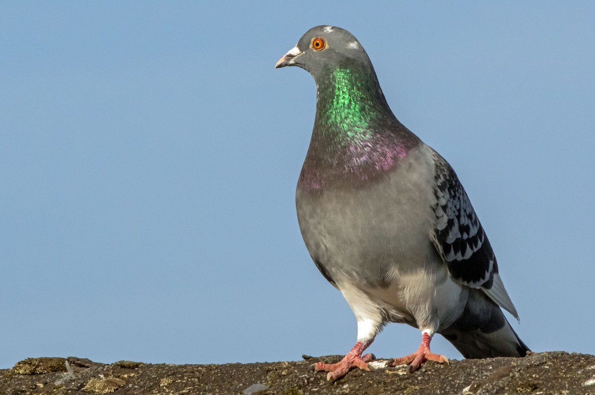 Rock Pigeon (Feral Pigeon) - Phil Kahler