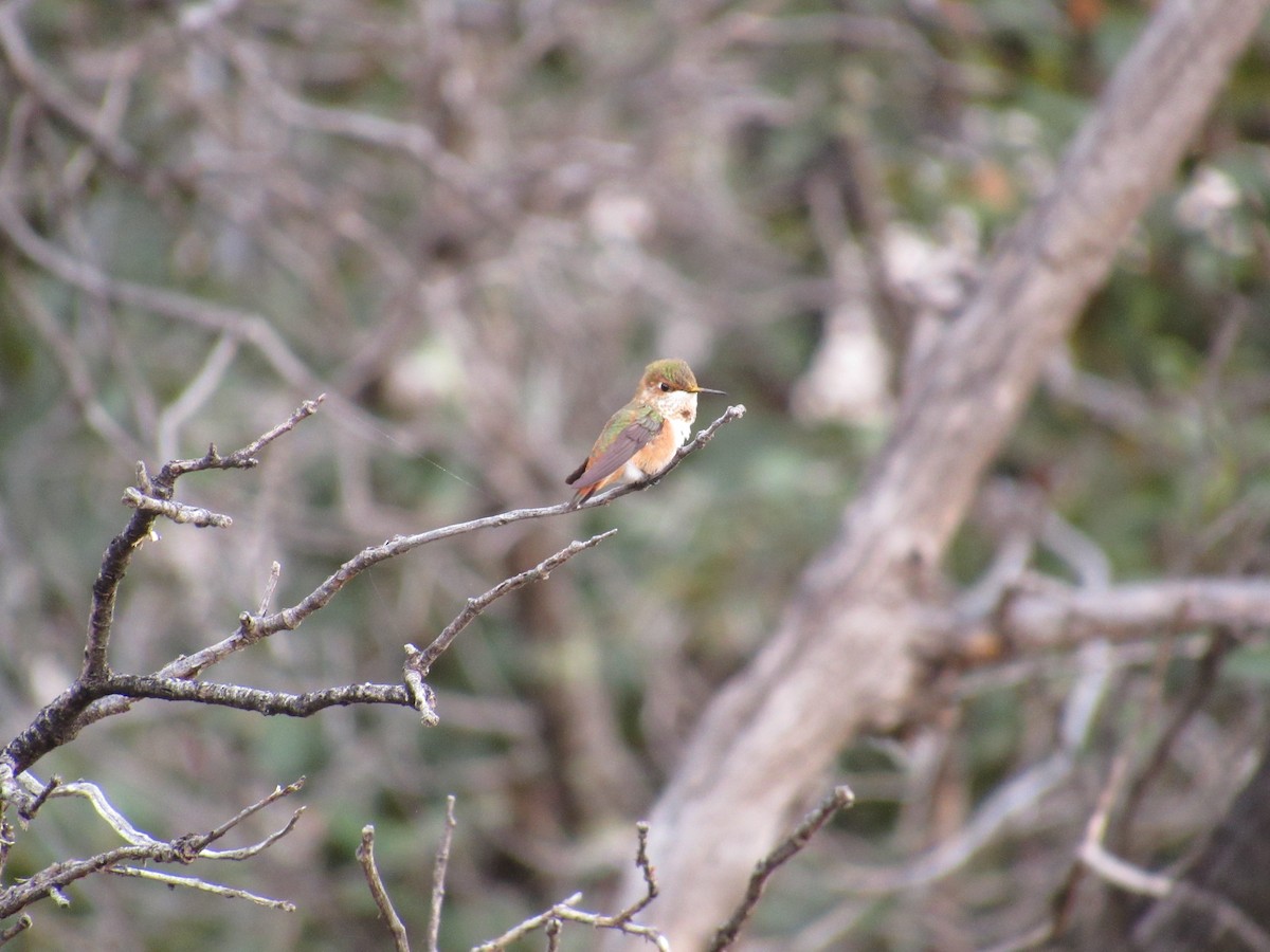 Rufous Hummingbird - ML156446081