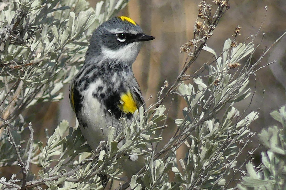 Yellow-rumped Warbler (Myrtle) - Brad Vissia